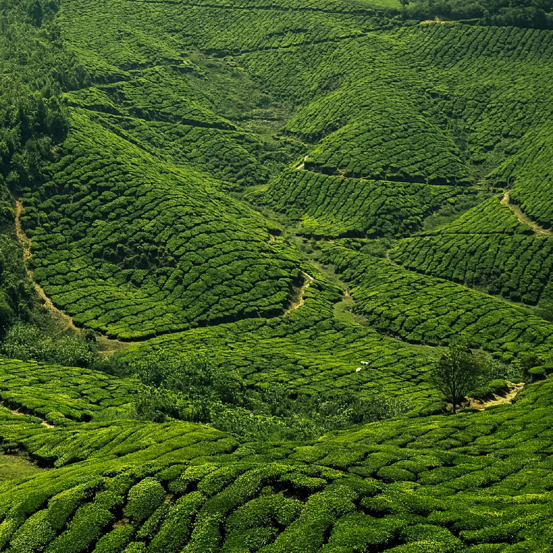 கர்நாடக குடும்ப தொகுப்பு