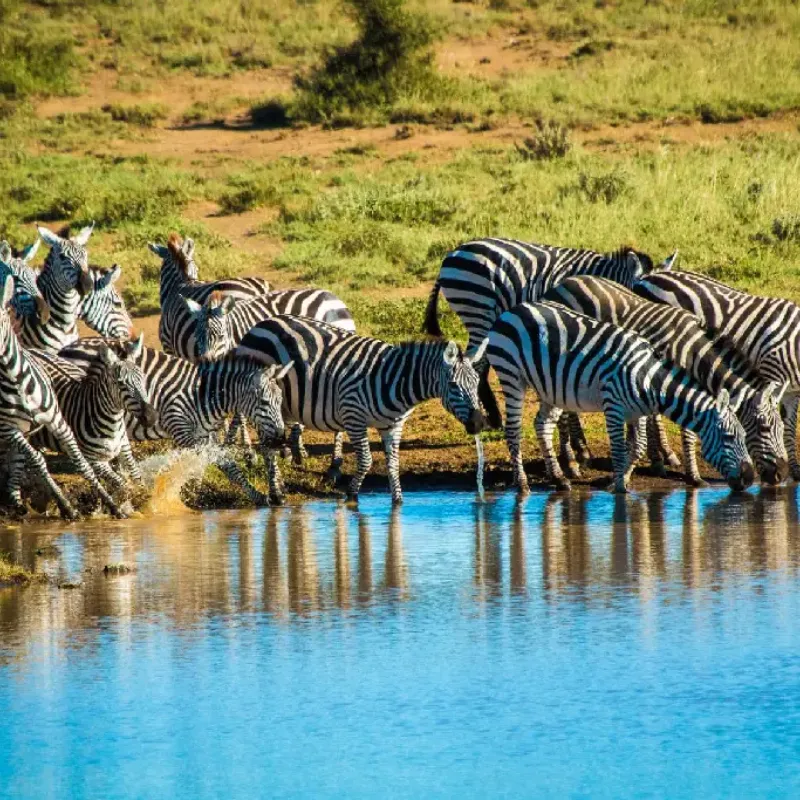 Mid Luxury Kenyan Safari- Masai Mara/ Lake Nakuru