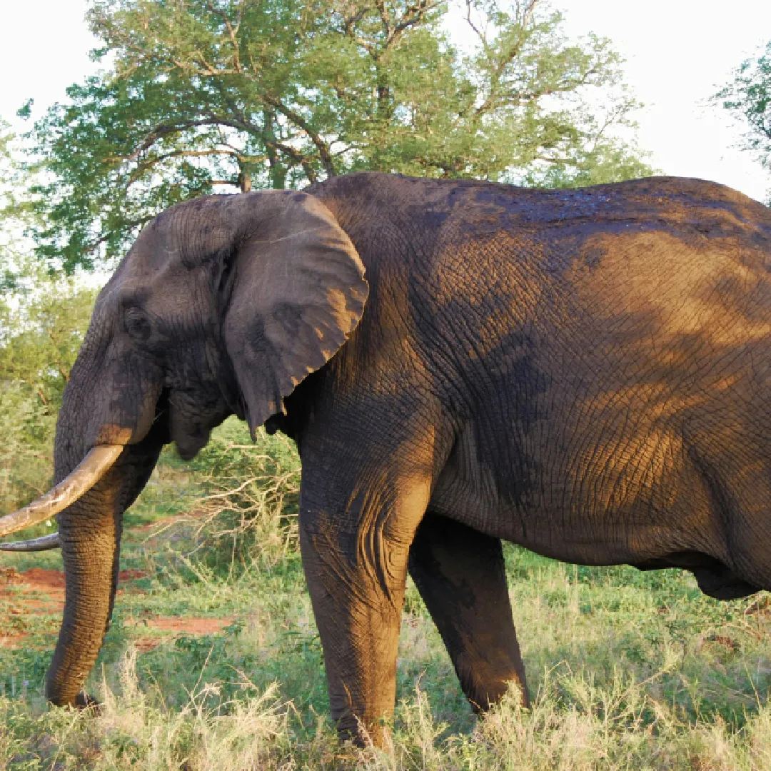 சம்பூர் சஃபாரி