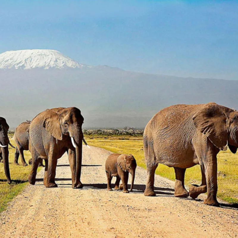 Kenyan Adventure சஃபாரி